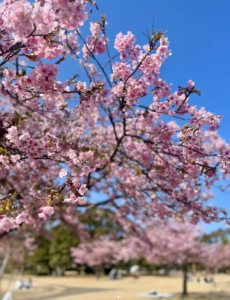 桜の花
